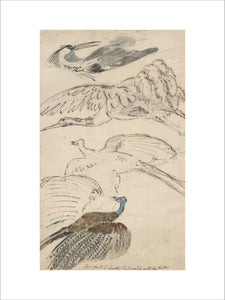 Four drawings of birds in flight