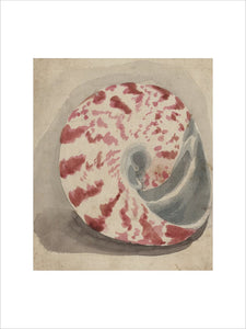 A bright pink and white shell