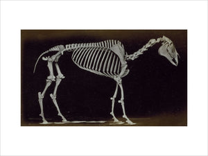 Skeleton of horse, standing