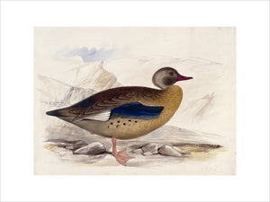 A goose, probably an Orinoco Goose, in profile