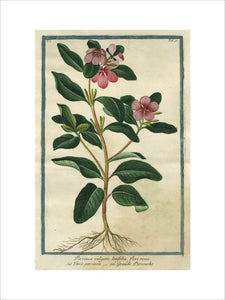 Pervinca vulgaris latifolia [Common Periwinkle]