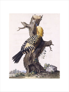 The Yellow crested Woodpecker', from 'New illustrations of zoology', London, 1776