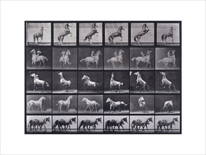 Horses rearing, etc.; from 'Animal Locomotion. An Electro-Photographic Investigation of Consecutive Phases of Animal Movement 1872-1885'