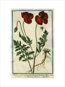 Papaver erraticum [Opium Poppy]