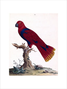 The Blue-breasted Parrot