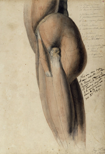 Anatomical drawing of the left side of the torso and upper leg