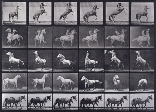 Horses rearing, etc.; from 'Animal Locomotion. An Electro-Photographic Investigation of Consecutive Phases of Animal Movement 1872-1885'