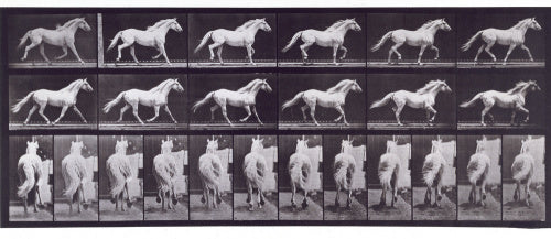 Trotting free; light-gray horse Eagle; from 'Animal Locomotion. An Electro-Photographic Investigation of Consecutive Phases of Animal Movement 1872-1885'