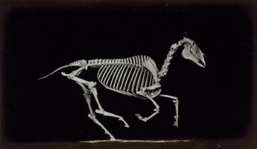 Skeleton of horse, contact with the ground whilst running