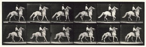 Ambling, (single foot); bareback; white horse Clinton; from 'Animal Locomotion. An Electro-Photographic Investigation of Consecutive Phases of Animal Movement 1872-1885'