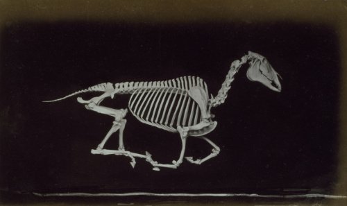 Skeleton of horse, off the ground whilst running