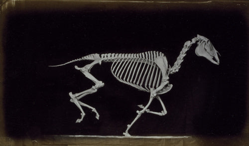Skeleton of horse, running, leaving the ground