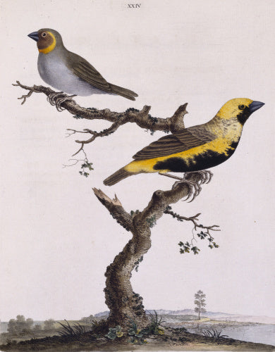 The Brown-cheeked Grosbeak' and 'Black-bellied Grosbeak', from 'New illustrations of zoology' London, 1776