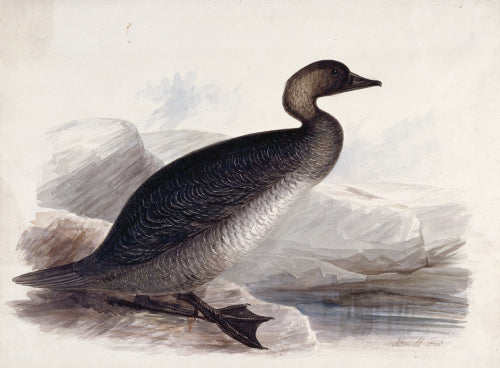 A goose, probably a Common Scoter,  in profile