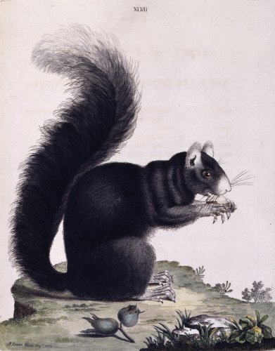 The Black Squirrel with a white nose', from 'New illustrations of zoology', London, 1776