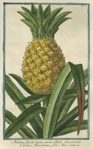 Ananas [Pineapple], from Giorgio Bonelli's 'Hortus Romanus', Romae: Bouchard et Gravier, 1772 [-93], vol. I