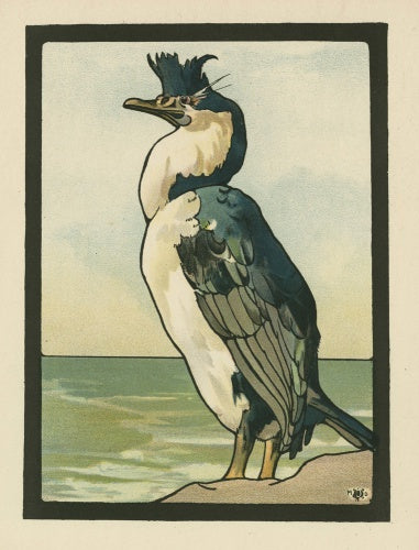 The Cormorant,from Maurice and Edward Detmold's 'Pictures from Birdland', London, J.M. Dent & Co.,1899