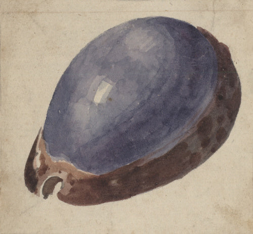 A drawing of the Cypraea lurida shell