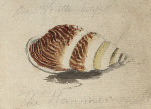 A shell with brown and yellow stripes (Placostylus species)