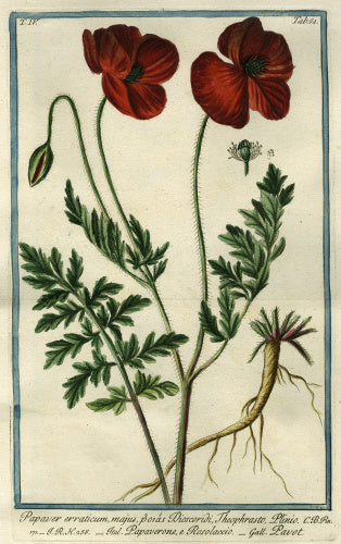 Papaver erraticum [Opium Poppy]