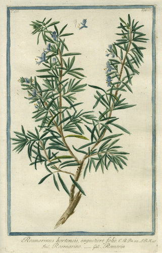 Rosmarinus hortensis [Rosemary]