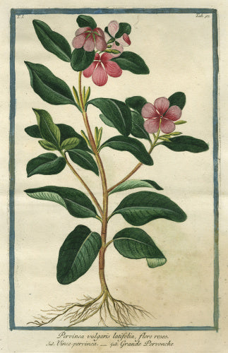 Pervinca vulgaris latifolia [Common Periwinkle]