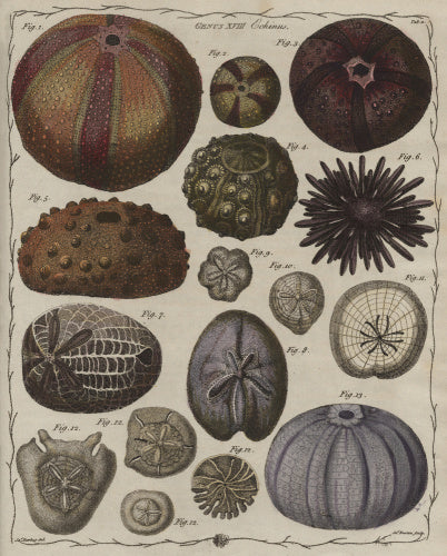 Echinus', Genus XVIII, The Genera verminum, London, 1783 (tab.11)