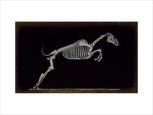 Skeleton of leaping horse, leaving the ground.