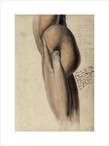 Anatomical drawing of the left side of the torso and upper leg