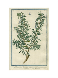 Rosmarinus hortensis [Rosemary]