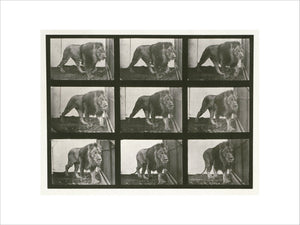 Lion; walking; from 'Animal Locomotion. An Electro-Photographic Investigation of Consecutive Phases of Animal Movement 1872-1885'