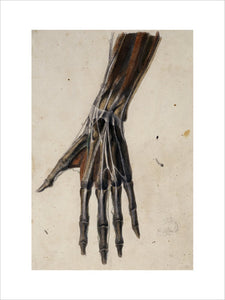 Anatomical drawing of the bones, muscles, tendons and major veins of the hand and wrist