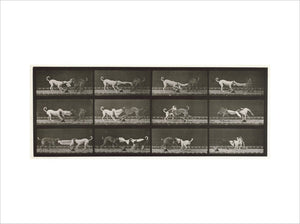 Dogs; three; tugging at a towel Ike, Maggie etc.; from 'Animal Locomotion. An Electro-Photographic Investigation of Consecutive Phases of Animal Movement 1872-1885'