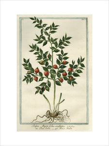 Ruscus Myrti-folius aculeatus [Common Knee Holly or Butcher's Broom], from Giorgio Bonelli's Hortus Romanus', Romae: Bouchard et Gravier, 1772 [-93], vol. I