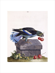 The Black-winged Parroquet