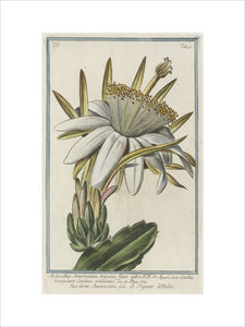Melocactus Americanus trigonus flore albo