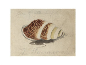 A shell with brown and yellow stripes (Placostylus species)