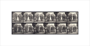 Elephants; two, walking