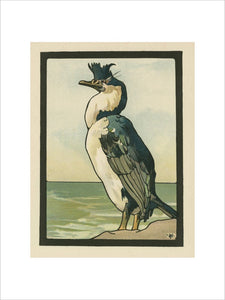 The Cormorant,from Maurice and Edward Detmold's 'Pictures from Birdland', London, J.M. Dent & Co.,1899