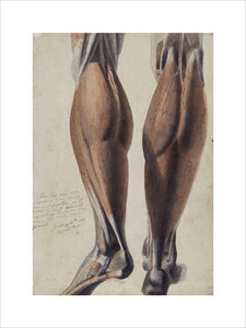 Anatomical drawing showing the muscles and bones of the lower leg