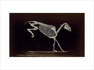 Skeleton of horse, contact with ground after leaping.