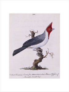 The Crested Cardinal', from 'New illustrations of zoology', London, 1776