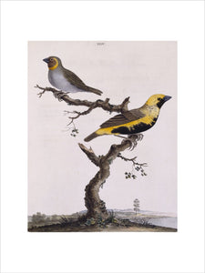 The Brown-cheeked Grosbeak' and 'Black-bellied Grosbeak', from 'New illustrations of zoology' London, 1776
