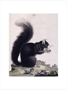 The Black Squirrel with a white nose', from 'New illustrations of zoology', London, 1776