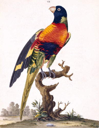 The Blue-bellied Parrot', from 'New illustrations of zoology', London, 1776