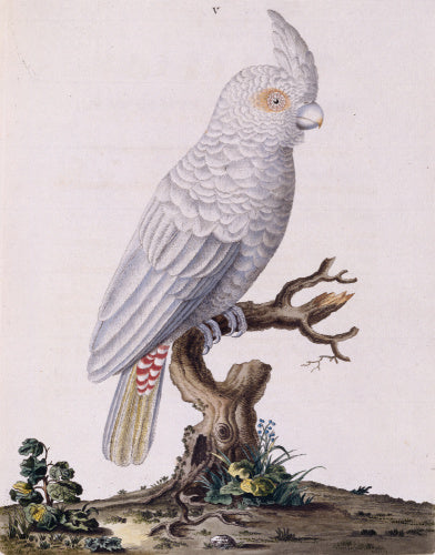The Red Vented Cockatoo', from 'New illustrations of zoology', London, 1776