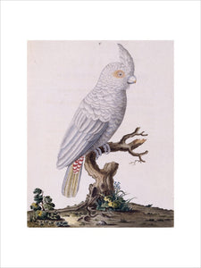 The Red Vented Cockatoo', from 'New illustrations of zoology', London, 1776
