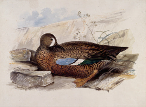 A duck, probably a Blue-winged Teal, in profile