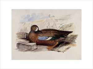 A duck, probably a Blue-winged Teal, in profile