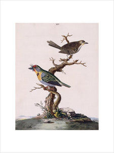 The Red-crowned Barbet' and 'Olive-coloured Warbler', from 'New illustrations of zoology', London, 1776